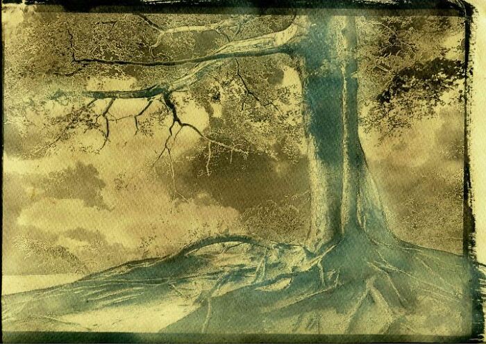 Cyanotype With Black Tea And Hydrogen Peroxide
