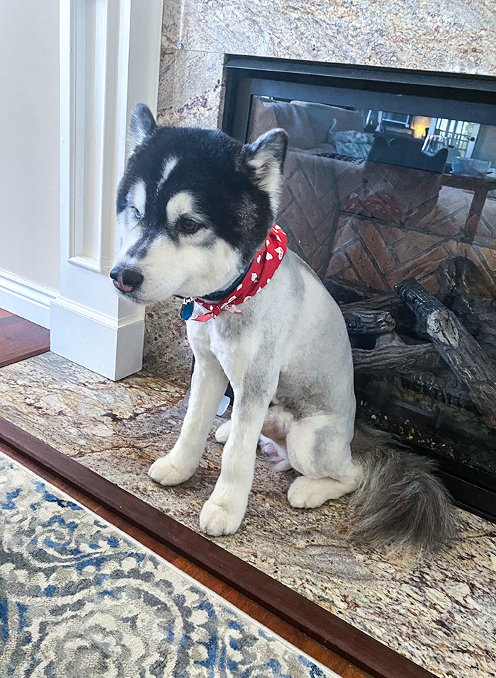 Groomer Shaved My Woolly-Coated Husky When I Only Asked Him To Be “Neatened” Up