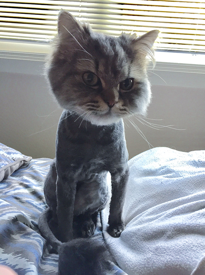 Mr. Kitty Took A Hit At The Groomers Too