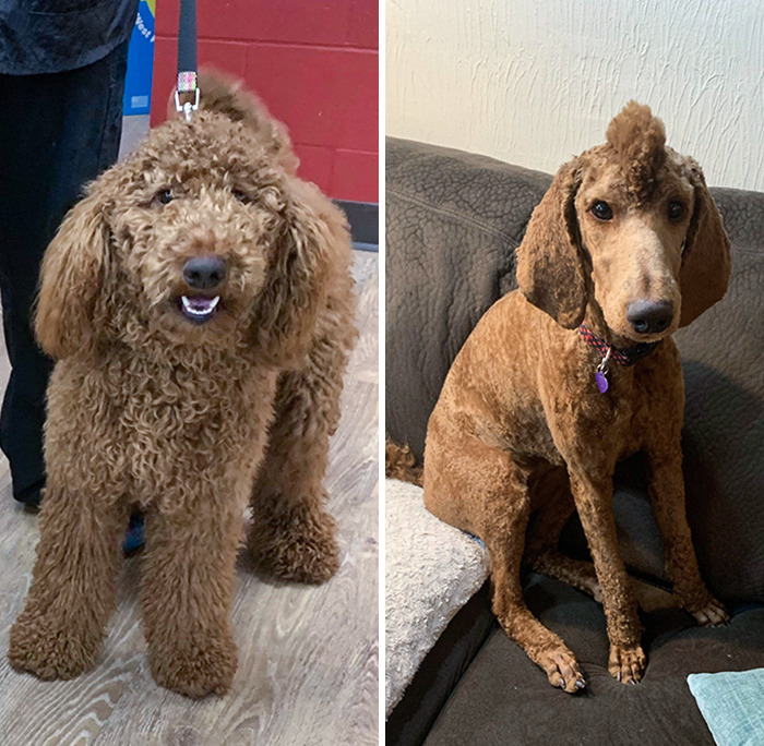 We Dropped Off Our Dog To Groomers Looking Like That And They Gave Us Back This Scrawny Alien
