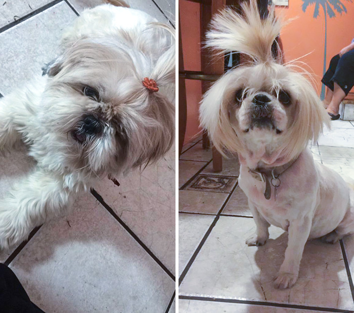So My Dog Went To The Groomers Today. I Don't Know Why My Mom Took Her Back Looking Like This. Here's A Comparison