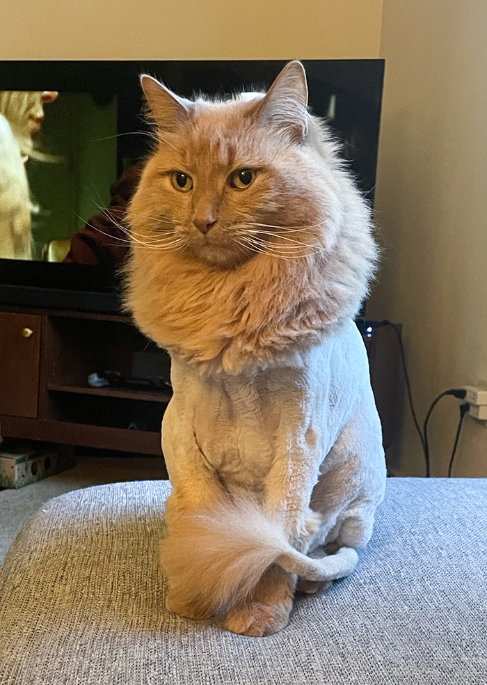 The Groomer Came For My Orange One Yesterday. Summer “Lion Cut”