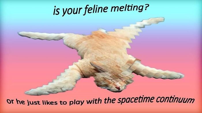 does your feline like to play with the spacetime continuum meme