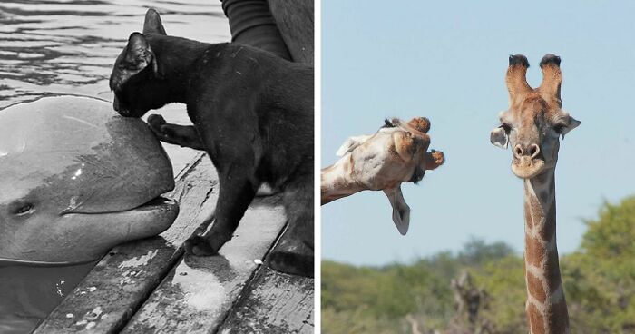 35 Selected Best Images Of Animals, As Shared By This Instagram Page