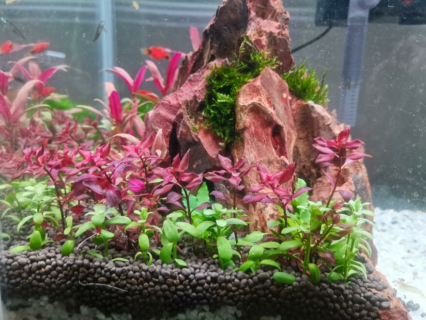 Aquascaping With Pine Stone