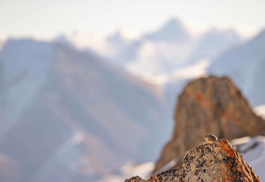 This Pika Has Quite The View