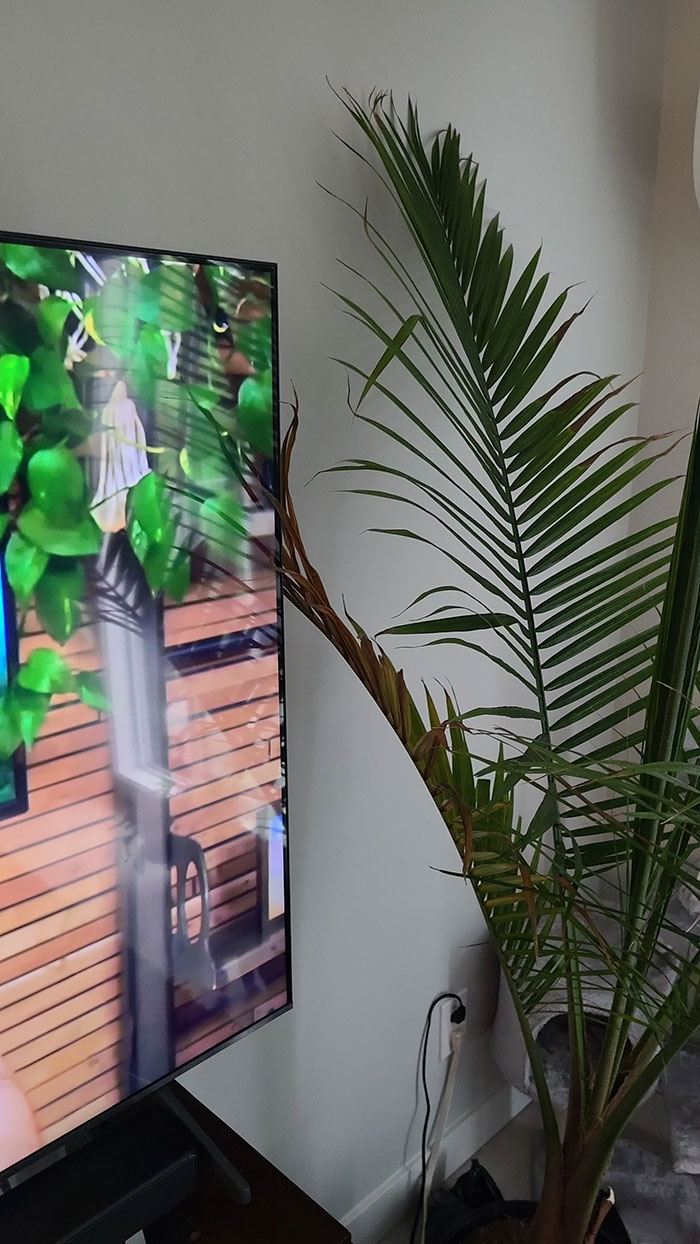 Bought A New House Plant. The Branch Touching The TV Died