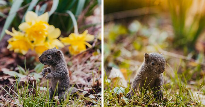 I Found A Tiny Baby Squirrel And Knew The Internet Needed To Witness Its Overwhelming Cuteness (22 Pics)