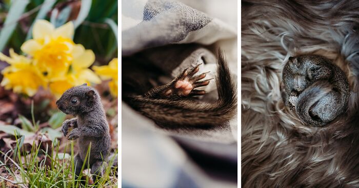 A Baby Squirrel Adopted Me, And As A Photographer, I Just Had To Give It Its Own Photoshoot (22 Pics)