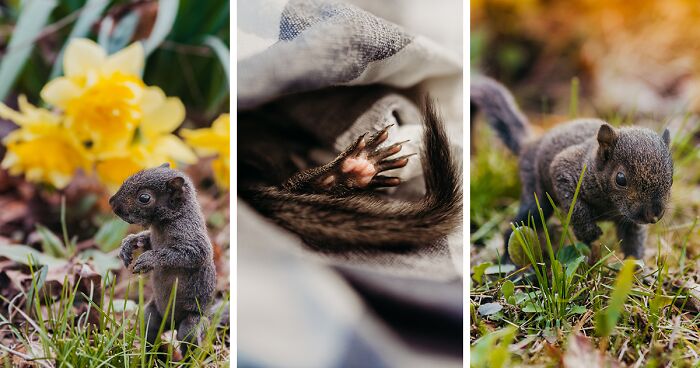 A Baby Squirrel Adopted Me, And As A Photographer, I Just Had To Give It Its Own Photoshoot (22 Pics)