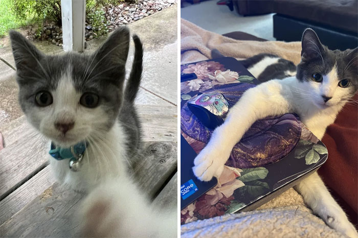 Lucky About A Week After Showing Up On Our Porch At About 6 Weeks Old, And Now About 9 Months Later