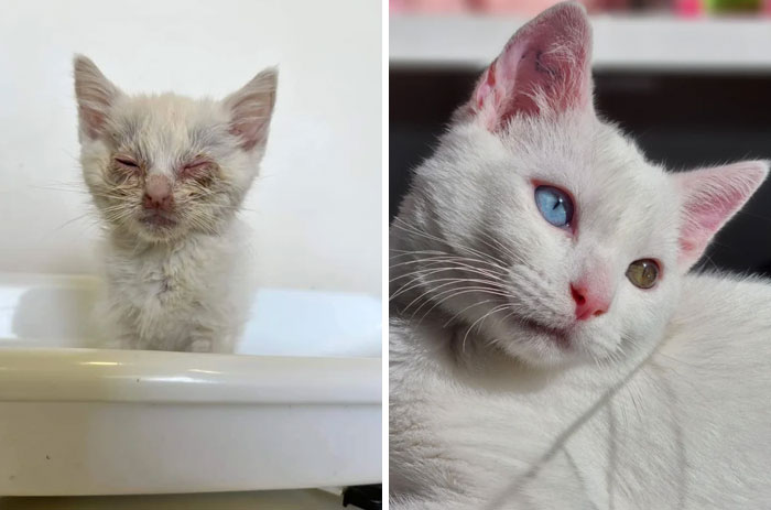 El antes y el después de Merlín, mi bebé rescatado más reciente. No puedo agradecer lo suficiente al centro de rescate del que lo adoptamos