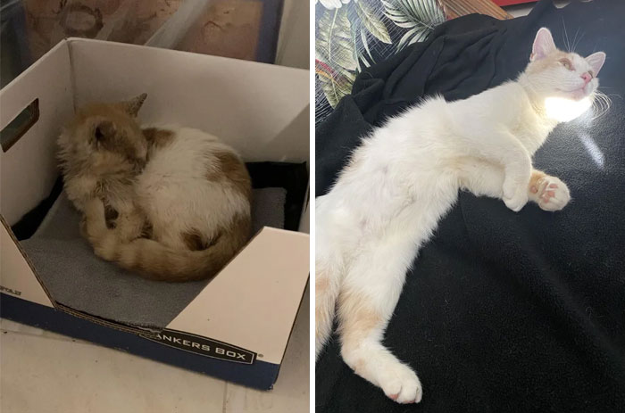 From Filthy, Crusty, Smelly Street Rescue To Happy, Spoiled Cat