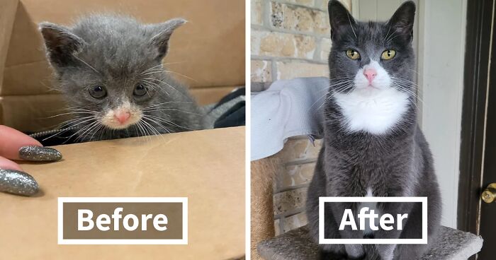 30 Pics Of Cats Before And After Adoption That Show What A Difference A Loving Home Can Make (New Pics)