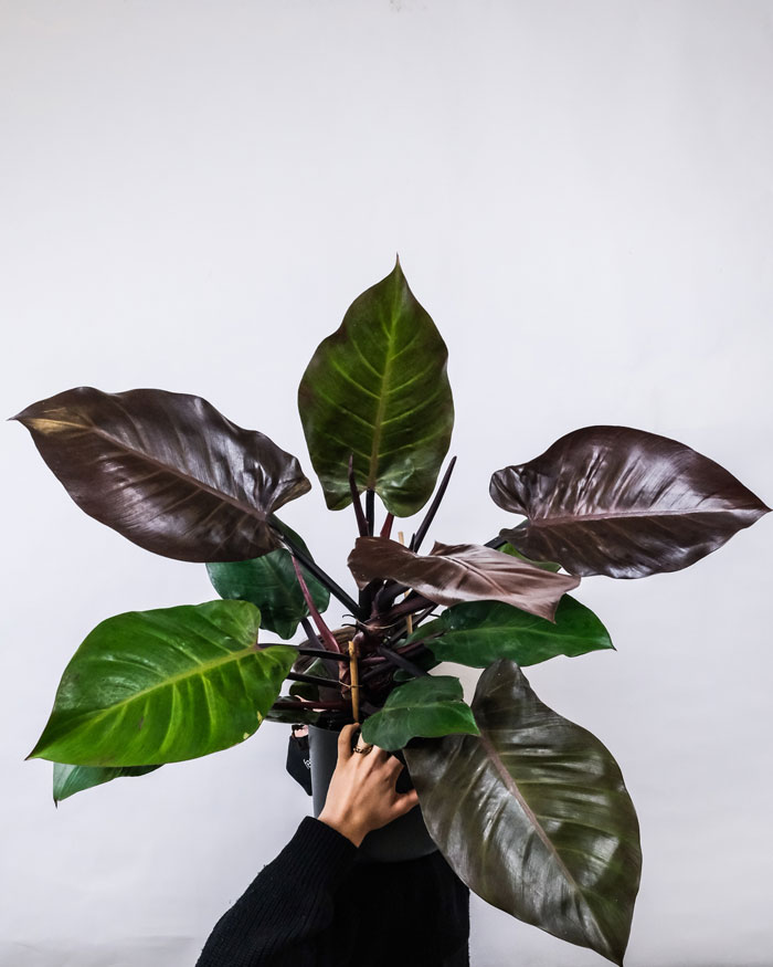 Philodendron
