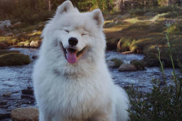 boomer-samoyed-2-649a737ac5c44.jpg