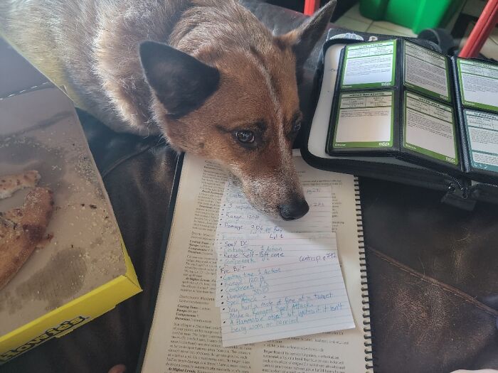My Australian Cattle Dog Mix, Tank Girl, Playing Dungeons And Dragons With Me