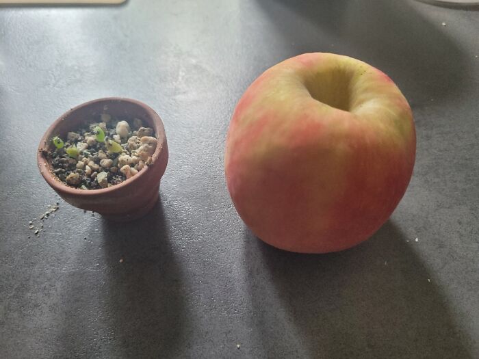 Cacti, Apple For Scale