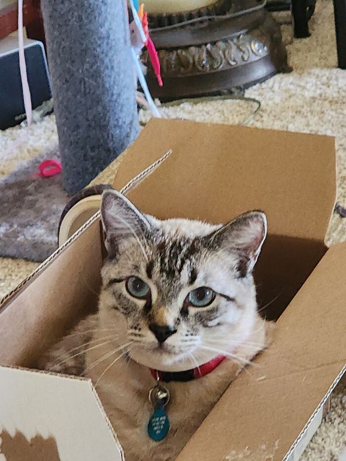 Doobie. Cat In The Box