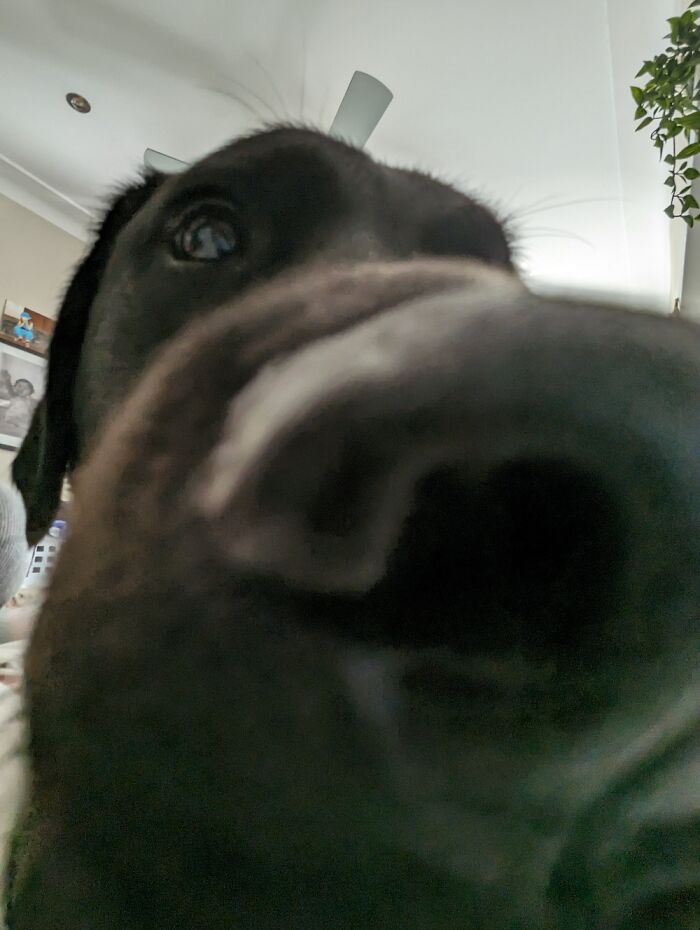 With My Favorite Girly. (0.5s Work Wonders On Doggys Too!)