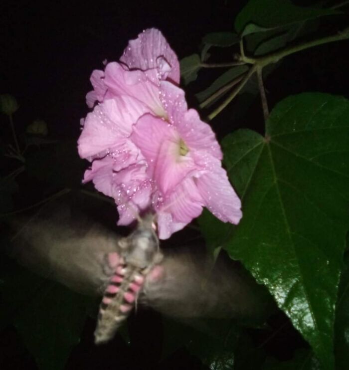 Confederate Rose With A Pink-Spotted Hawk Moth