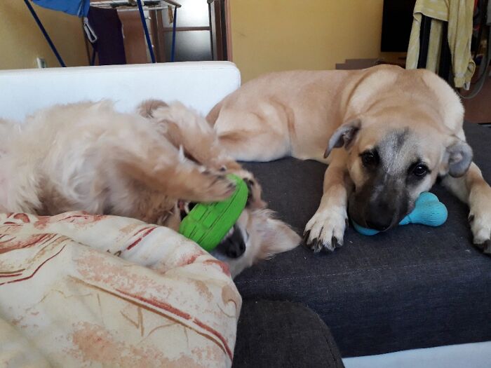 On The Sofa With My Dogs