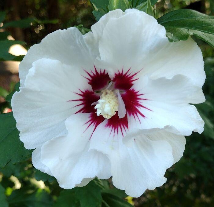 Rose Of Sharon, Started From Seeds From My Mom's Plant
