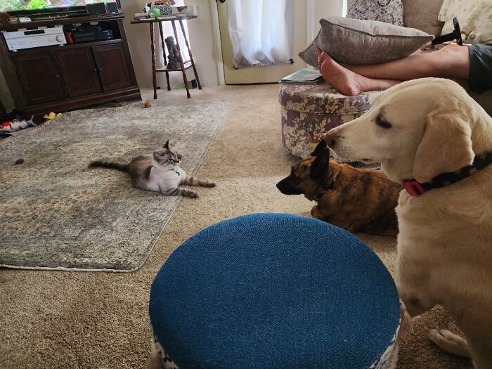 Allbrescues. Doobie The Cat. Lily The Heeler. Bella The Lab