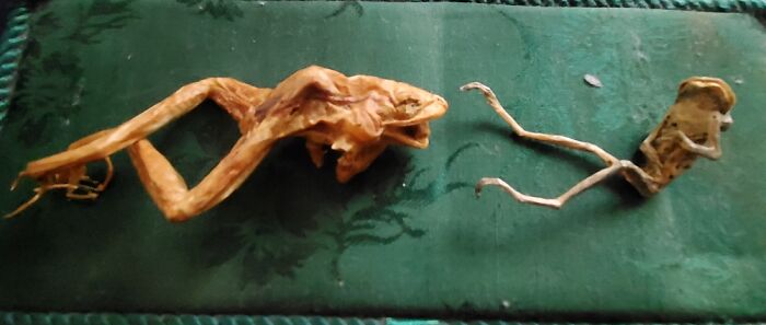 A Pair Of Mummified Frogs Found In The Pool Backwash