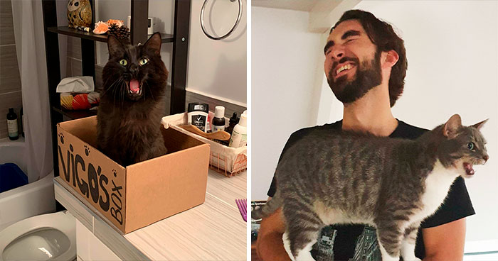 These 45 Cats Had A Lot To Meow About, And Their Owners Caught Them Doing Just That