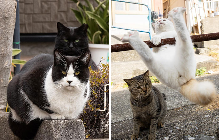 From Comical Grimaces To Surprising Poses, This Photographer Takes Quirky And Adorable Images Of Stray Cats Of Tokyo (56 New Pics)