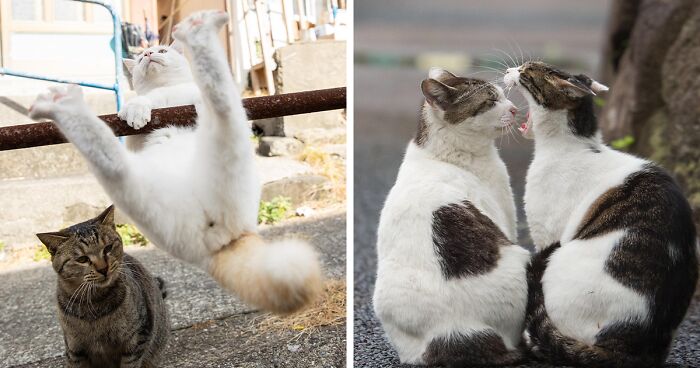 From Comical Grimaces To Surprising Poses, This Photographer Takes Quirky And Adorable Images Of Stray Cats Of Tokyo (56 New Pics)