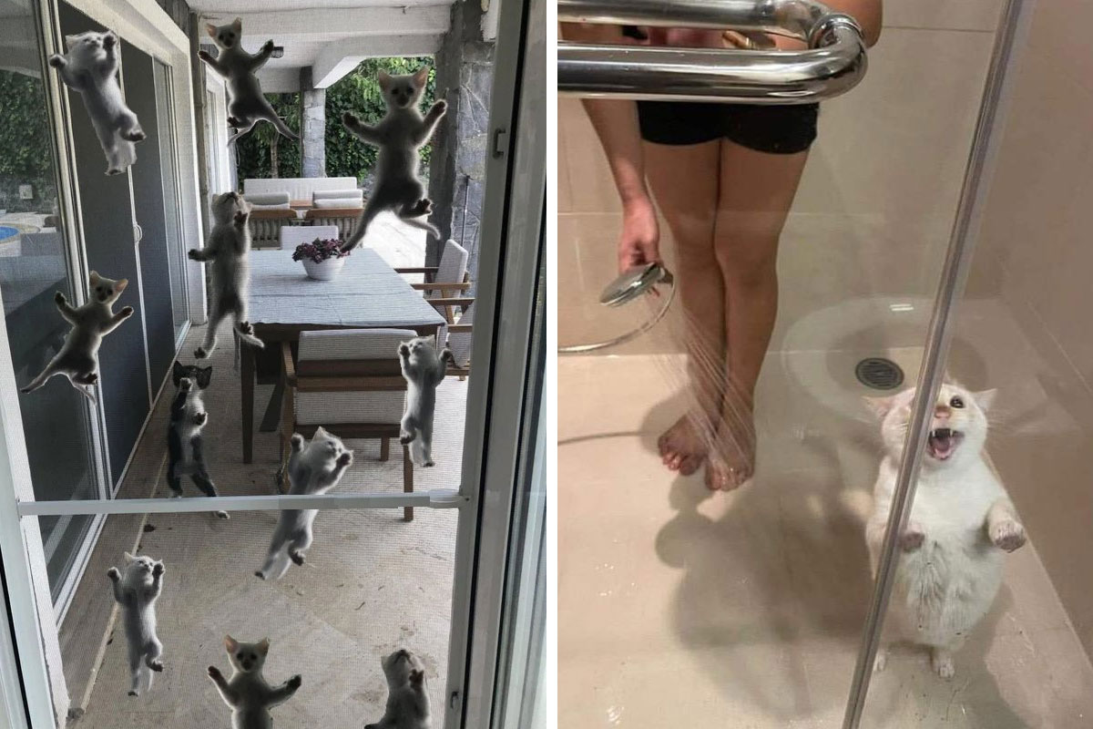 50 Hilarious Photos Of Cats Getting Into Places Where They Probably