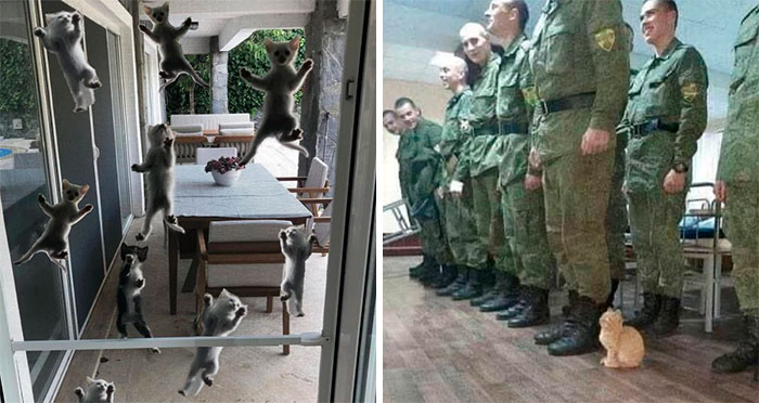 50 Hilarious Photos Of Cats Getting Into Places Where They Probably Shouldn’t Be (New Pics)