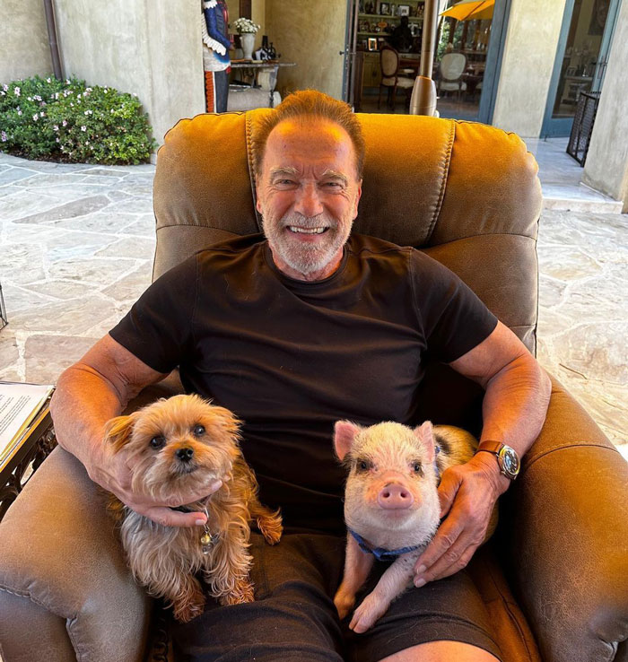 Arnold Schwarzenegger sitting in an armchair with a small dog and pig 