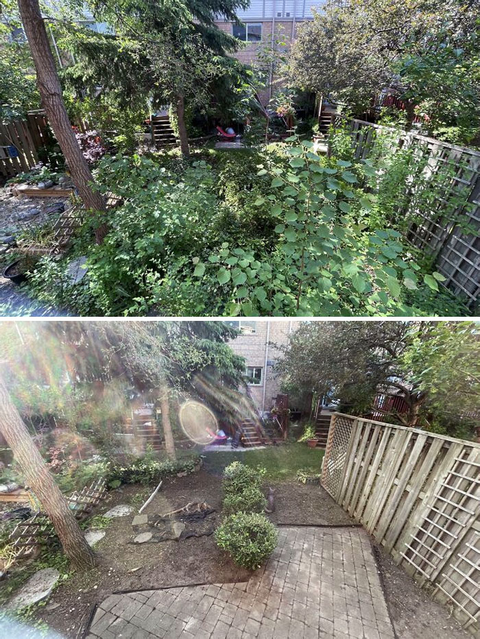 Before And After Of A Backyard I Reclaimed From Nature
