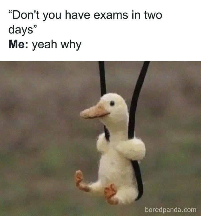 Introvert meme with a duck puppet on a swing and a humorous text about exams and relatable introvert humor.