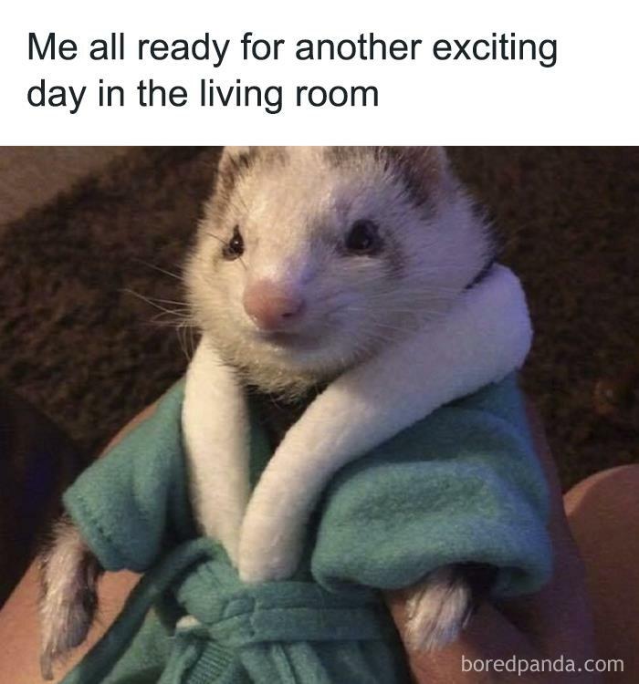 Ferret wearing a robe with caption about staying in, a relatable introvert meme from a popular meme collection.