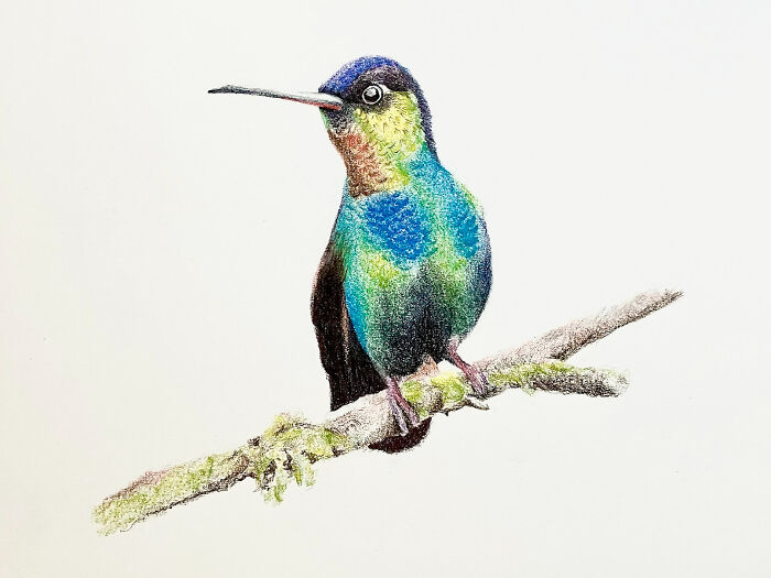 Colibri (Dessin Pastel D'après Une Photo Trouvé Sur Google)