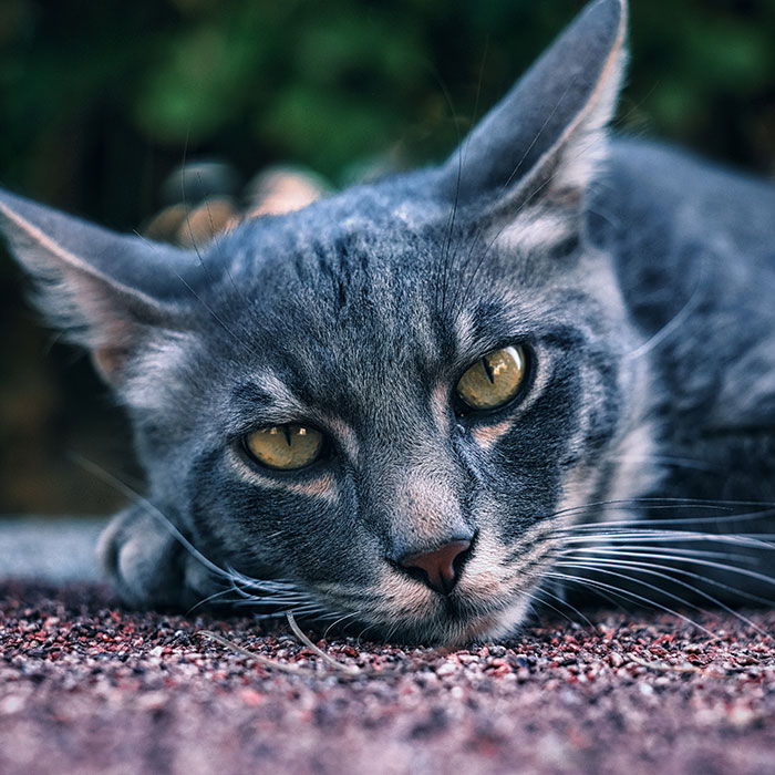 The Diversity Of Stray Cats Living On The Streets In Limassol, Cyprus That I Captured (22 Pics)