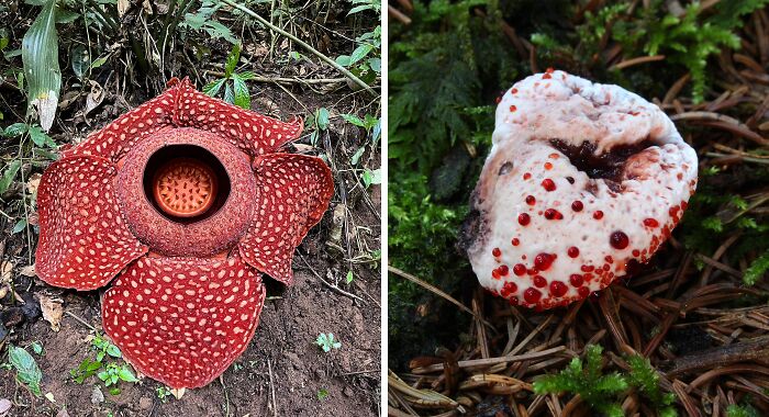 36 Strange Plants You Wouldn’t Want To Have In Your Garden