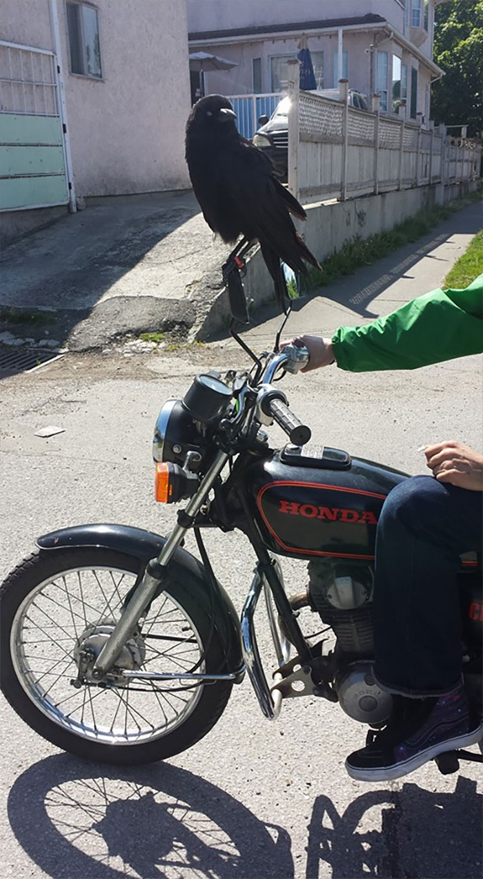 Crow standing on motorcycle