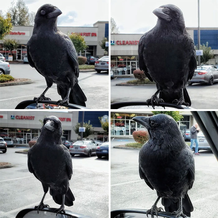 Crow looking