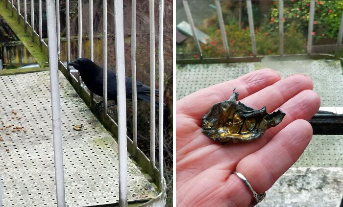 Picture of crow leaving a gift and person holding it