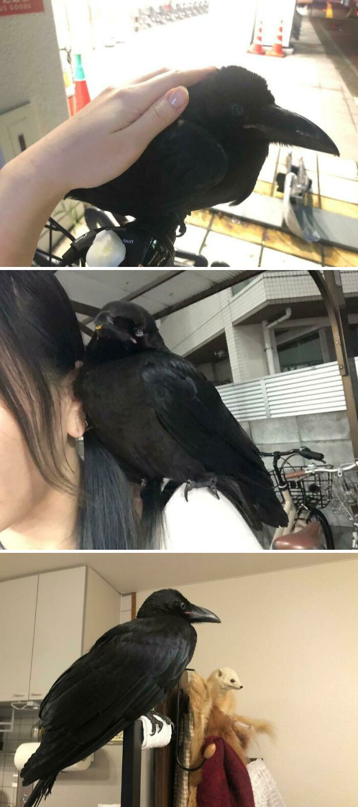 Pictures of woman petting a crow and crow standing on shoulder