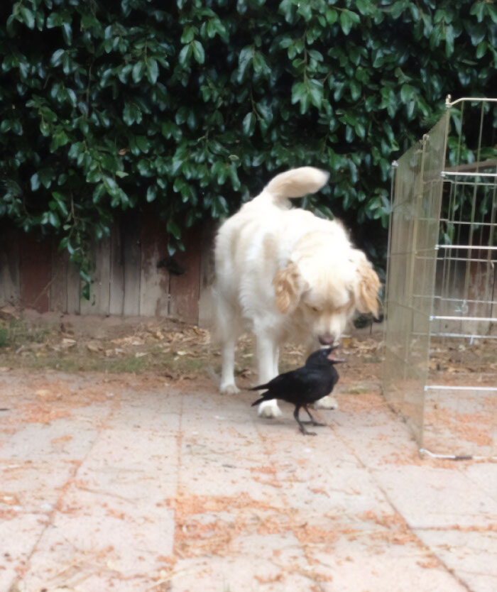 White dog playing with crow