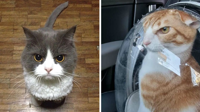 30 Gatos enfadados que exigen ser tomados en serio ahora miausmo
