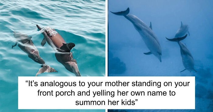 New Discovery Of Dolphins Using Baby Talk With Their Offspring Provides Fascinating Insight Into Animal Parenting