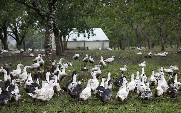 duck-farm-649ddc634b0af.jpg