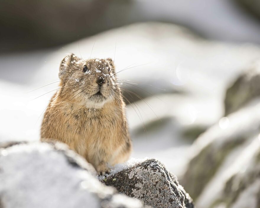 A Pika In Winter